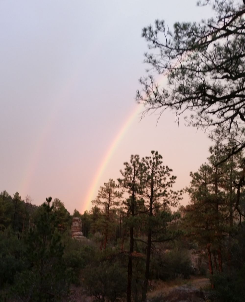 Rainbow Through Trees