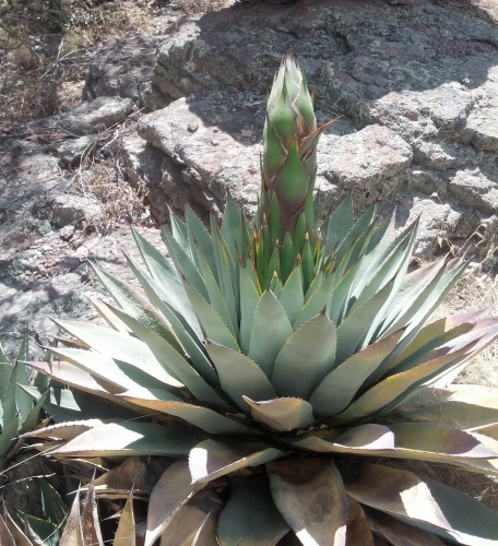 Agave Taking Off