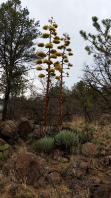 More Agave Flowers