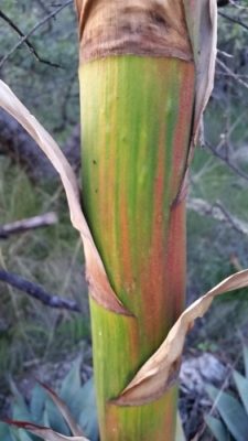 An Agave Stalk Turning